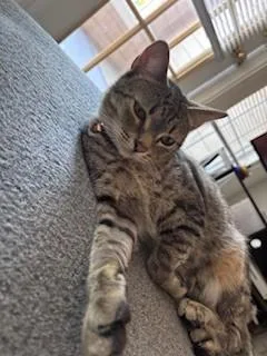 An adult medium-sized male Domestic Short Hair cat named Jett for adoption in Fairfax, VA