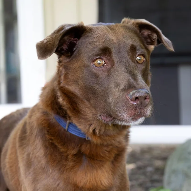 An adult medium-sized male Brown / Chocolate Labrador Retriever dog named Frank for adoption in McKean, PA