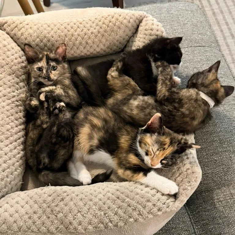 A baby small-sized female Tortoiseshell Domestic Short Hair cat named Mummy for adoption in Charlotte, NC