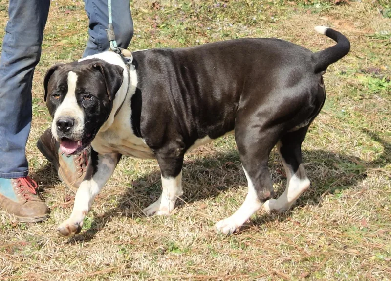 Megatron thumbnail 3