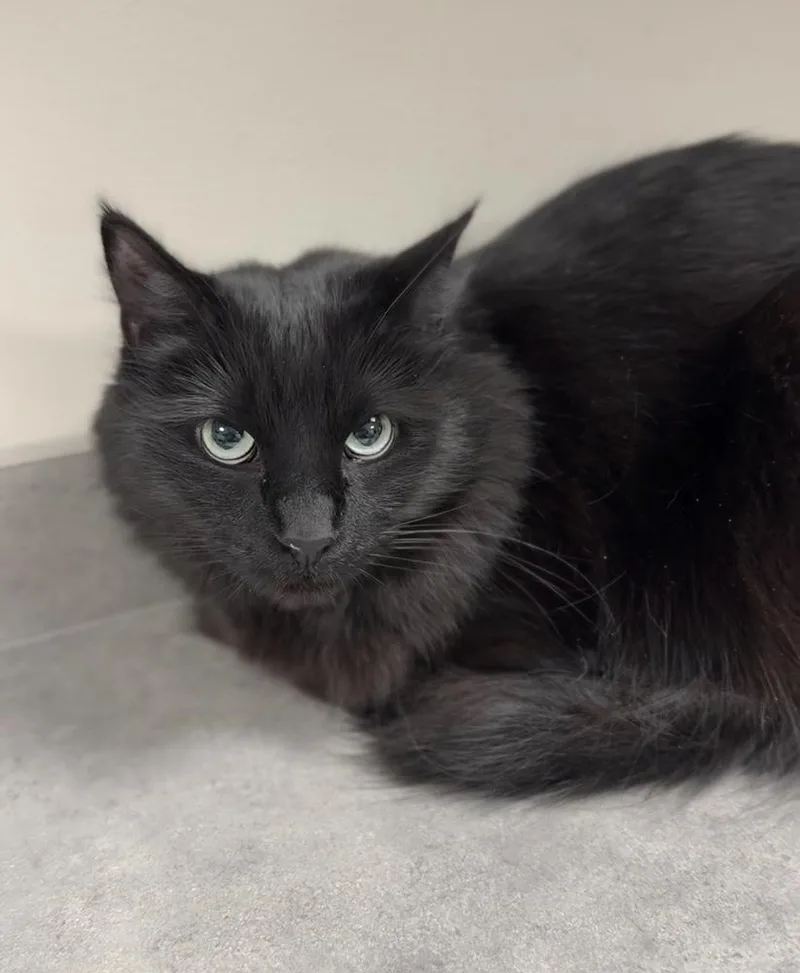 An adult medium-sized female Black Domestic Long Hair cat named Gypsy for adoption in Bemidji, MN