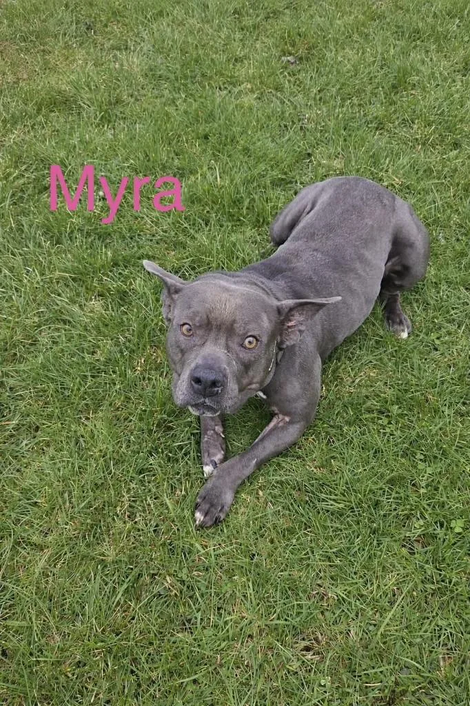 An adult medium-sized female American Bulldog dog named Myra for adoption in Kendallville, IN