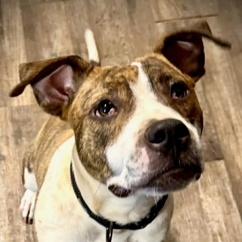 A young medium-sized male Brindle American Bully dog named Kyle for adoption in Powell, TN