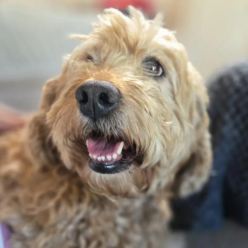 Heidi