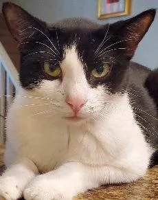 An adult medium-sized male Black & White / Tuxedo Domestic Short Hair cat named Oreo Cookie for adoption in Glendale, AZ