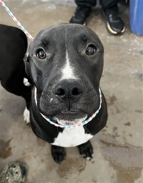 A young large-sized male Mixed Breed dog named Brody for adoption in Dallas, TX