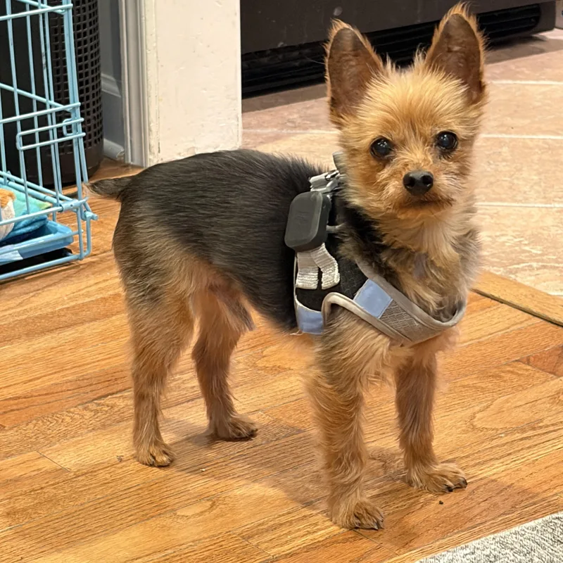 Poncho Tiny Pup  thumbnail 4
