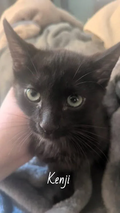 Kenji