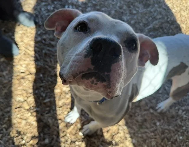 An adult large-sized female Pit Bull Terrier dog named Lulu for adoption in Kent, WA