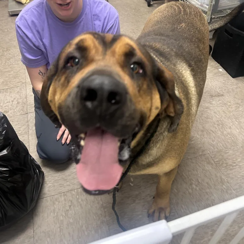 Big Honkus