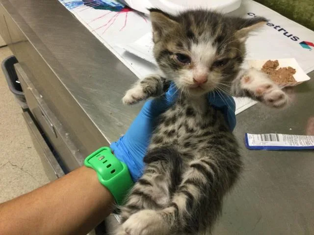 A baby small-sized female Domestic Short Hair cat named Pam for adoption in Riverside, CA