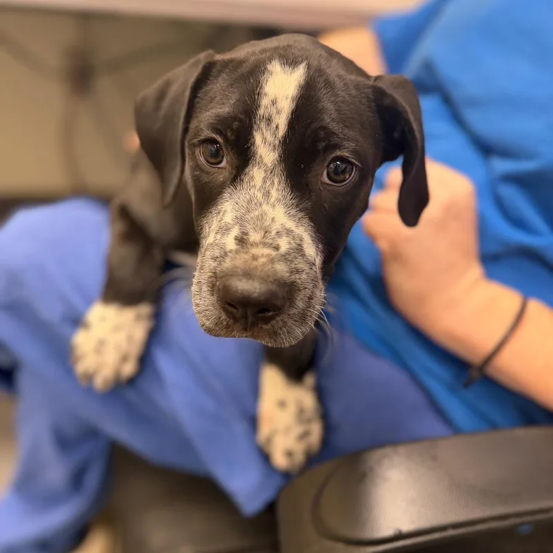 A baby large-sized female Mixed Breed dog named Thelma for adoption in Columbiana, AL