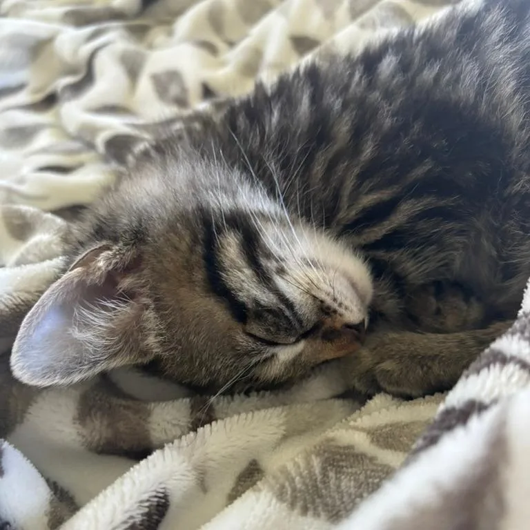 A baby small-sized male Brown / Chocolate Domestic Short Hair cat named Wilson for adoption in Santa Rosa, CA