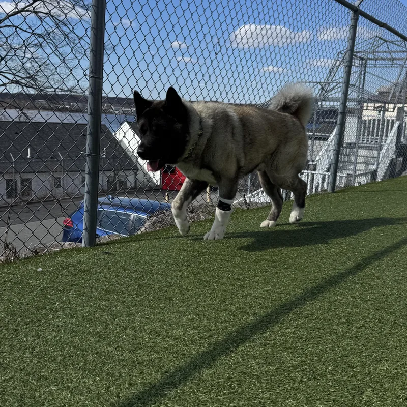 An adult large-sized male Tricolor (Brown, Black, & White) Akita dog named Balto for adoption in Fall River, MA