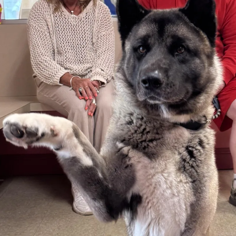 Balto thumbnail 2