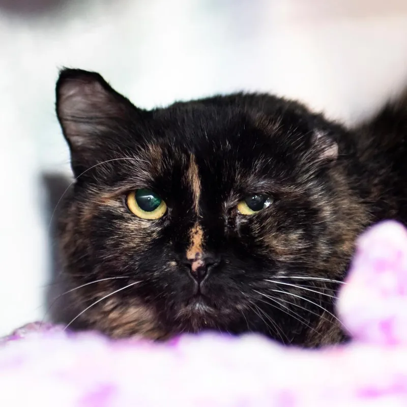 An adult medium-sized female Tortoiseshell Domestic Medium Hair cat named Freya for adoption in Middletown, RI