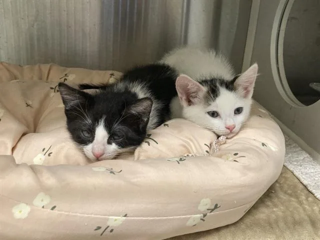 A baby small-sized female Domestic Short Hair cat named Paul for adoption in Tustin, CA