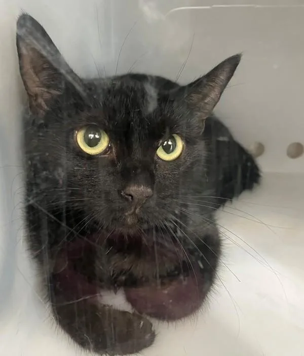 A young medium-sized female Domestic Short Hair cat named Celly for adoption in Staten Island, NY
