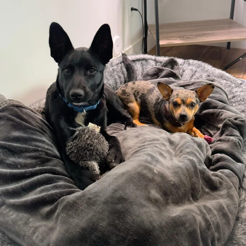 Starlight thumbnail 2