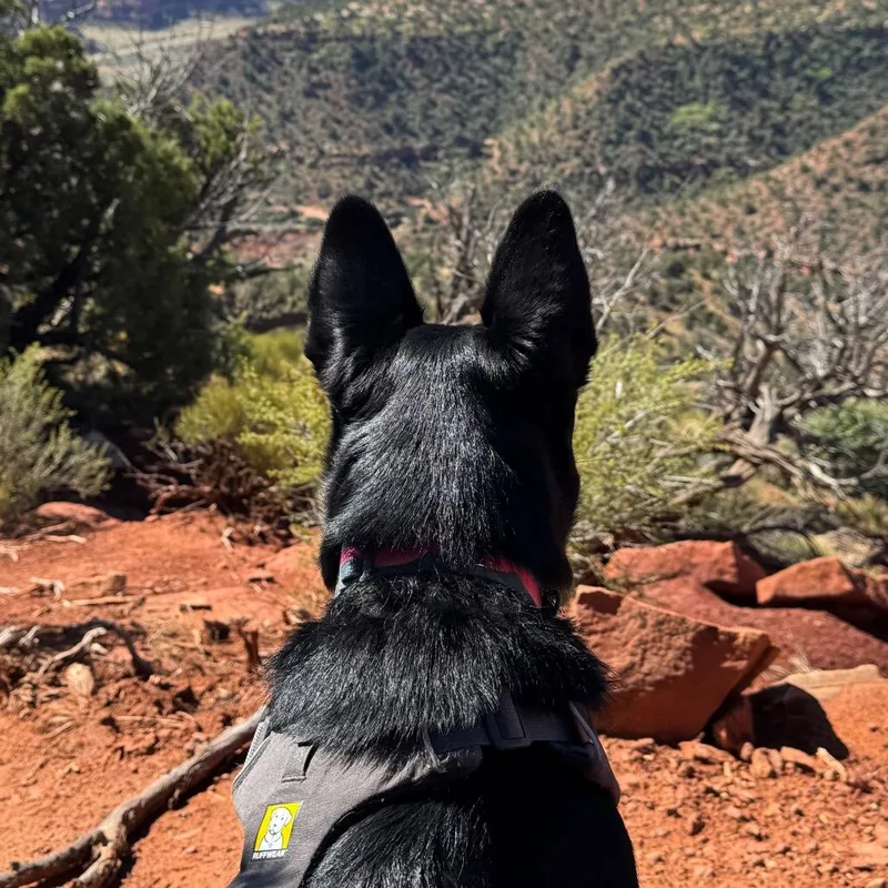 Starlight thumbnail 3