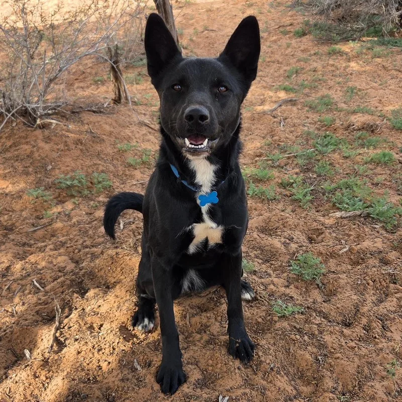 Starlight thumbnail 4