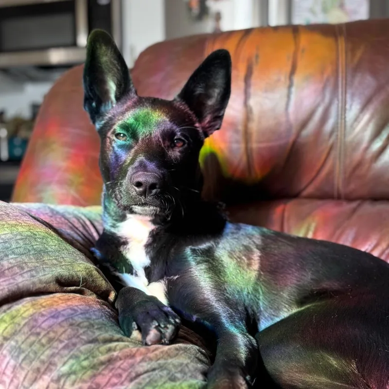 Starlight thumbnail 6