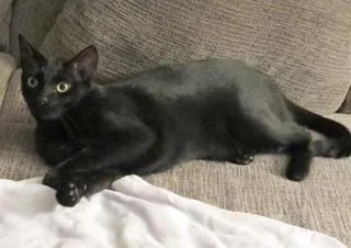 Pumpkin Pie thumbnail 2