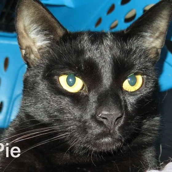 Pumpkin Pie thumbnail 3