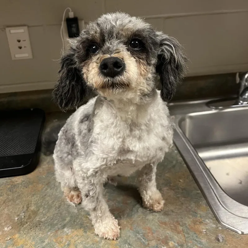 An adult small-sized male Gray / Blue / Silver Havanese dog named Frank for adoption in Bristol, IN