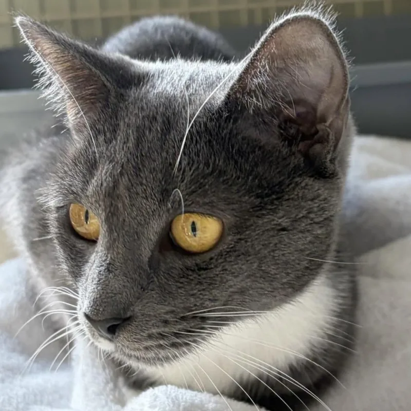 An adult medium-sized female Gray & White Domestic Short Hair cat named Pumpkin for adoption in Southold, NY