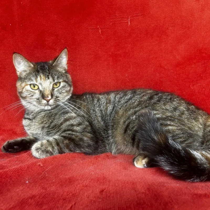 A young medium-sized female Brown / Chocolate Domestic Short Hair cat named Zooey for adoption in Conway, NH