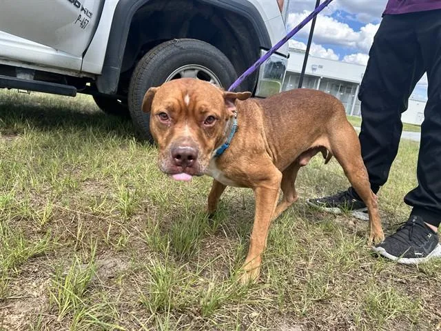 A young large-sized male Pit Bull Terrier dog named Buddah for adoption in Ocala, FL