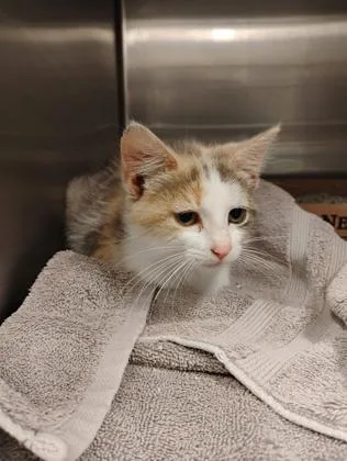 An adult small-sized female Domestic Short Hair cat named Poot for adoption in Fallston, MD