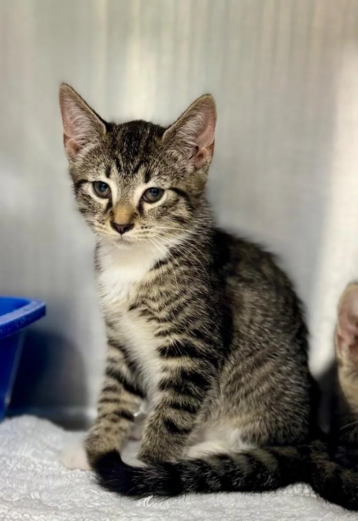 A baby medium-sized female Domestic Short Hair cat named Paprika for adoption in Danielsville, GA