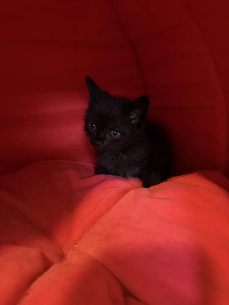 A baby small-sized male Black Domestic Short Hair cat named Bat Boy for adoption in Poplar Grove, IL