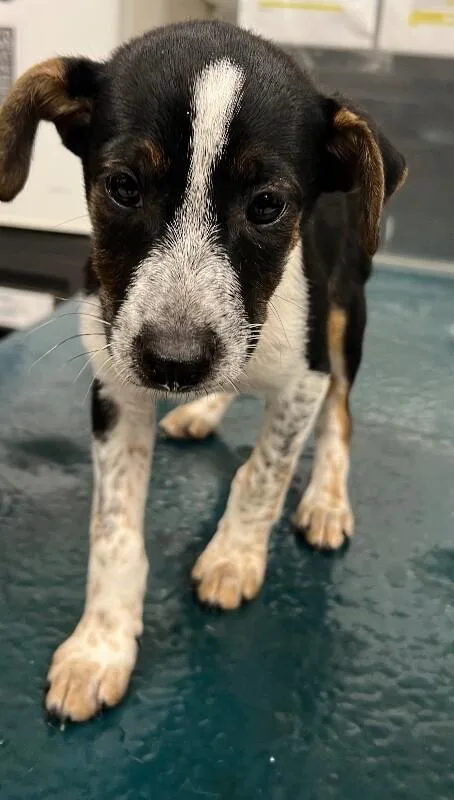 A young small-sized male Black Mixed Breed dog named Graham for adoption in Mobile, AL