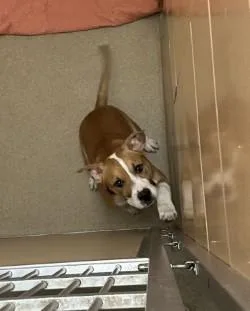 A young medium-sized female Mixed Breed dog named Pupito for adoption in Longmont, CO