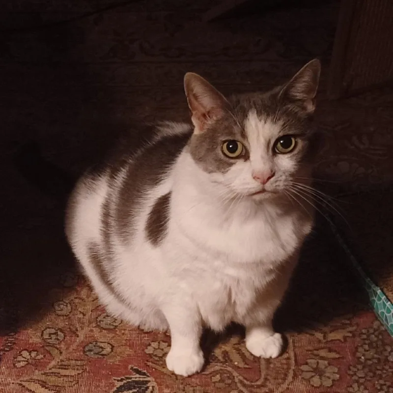 Luna Blu thumbnail 2