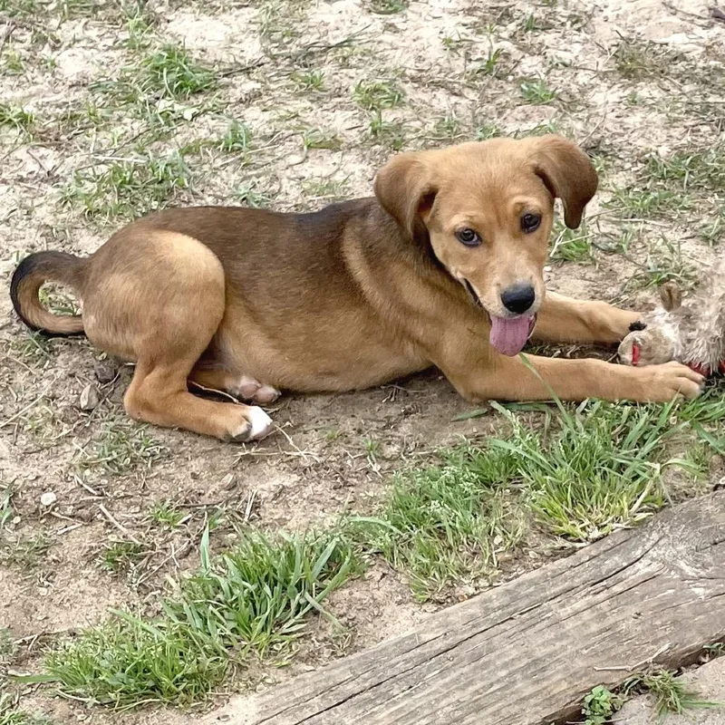 Hazel Too thumbnail 2