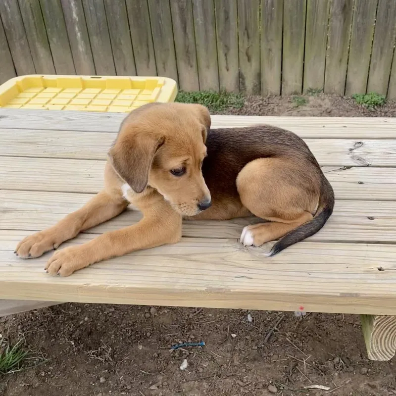 Hazel Too thumbnail 3