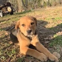 Hazel Too thumbnail 4