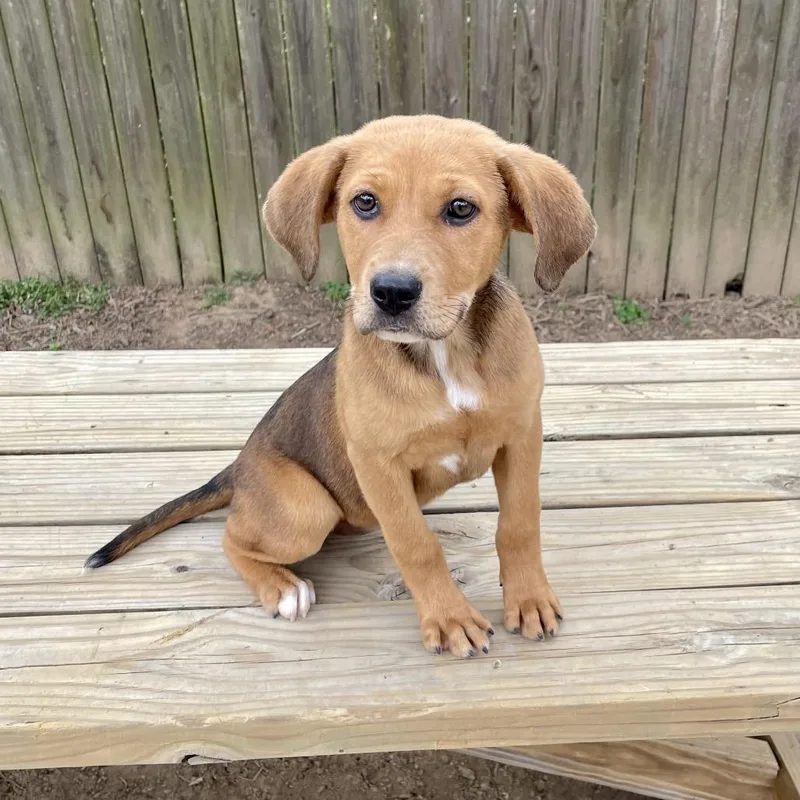 Hazel Too thumbnail 5