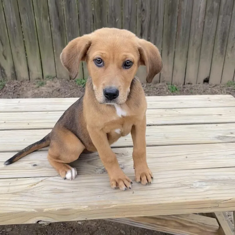 Hazel Too thumbnail 6