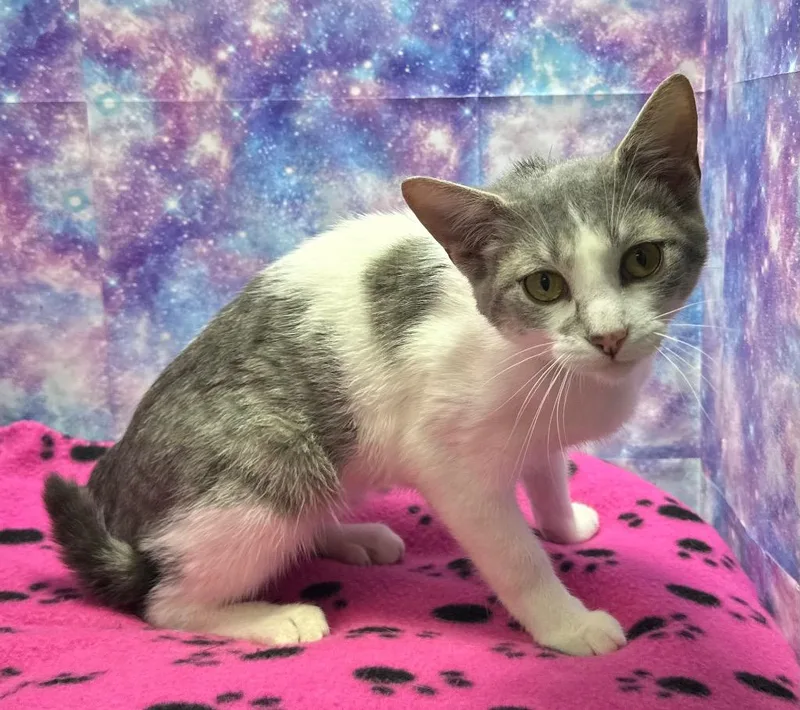 A baby medium-sized female Domestic Short Hair cat named Honey for adoption in Washington Court House, OH