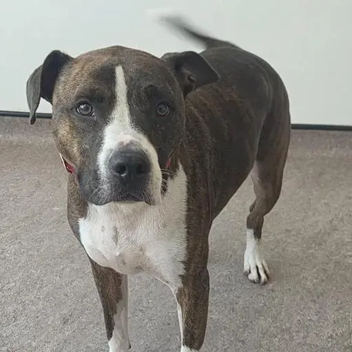 Roscoe