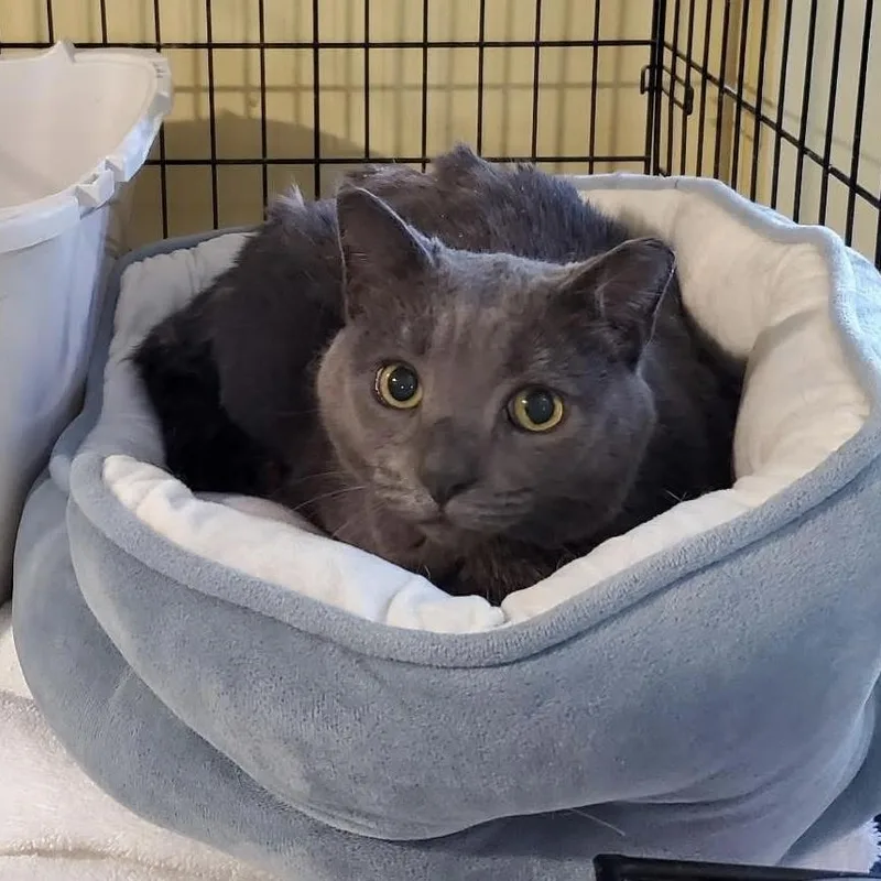An adult medium-sized male Gray / Blue / Silver Domestic Short Hair cat named Blue for adoption in Greensboro, NC