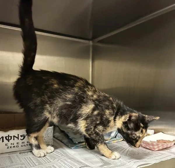 A young small-sized female Domestic Short Hair cat named Dolly Purrton for adoption in Virginia Beach, VA