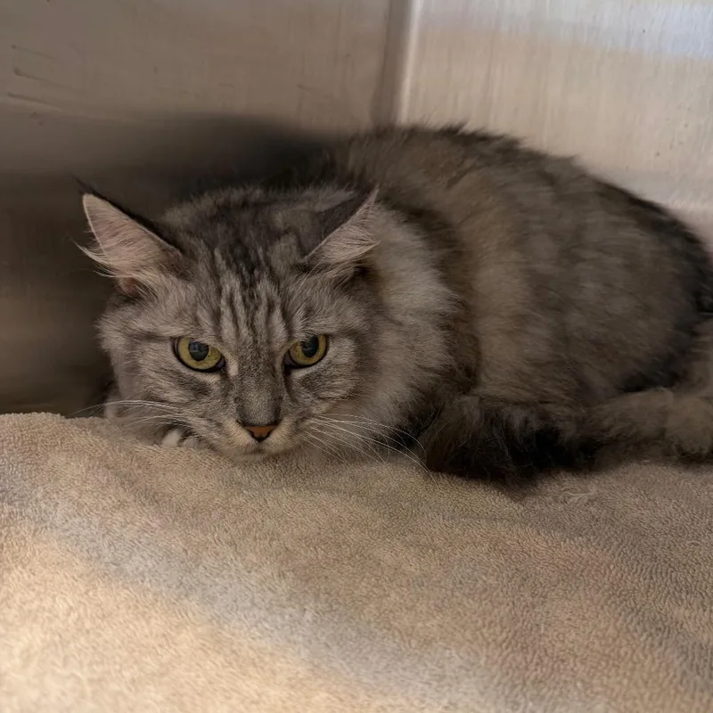 A senior medium-sized male Gray / Blue / Silver Domestic Medium Hair cat named Ponce De Leon for adoption in Englewood, FL