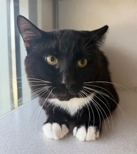 A young medium-sized male Domestic Short Hair cat named Night for adoption in Leesburg, VA