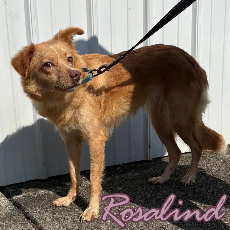 A young medium-sized female Mixed Breed dog named Rosalind for adoption in Hillsboro, OH